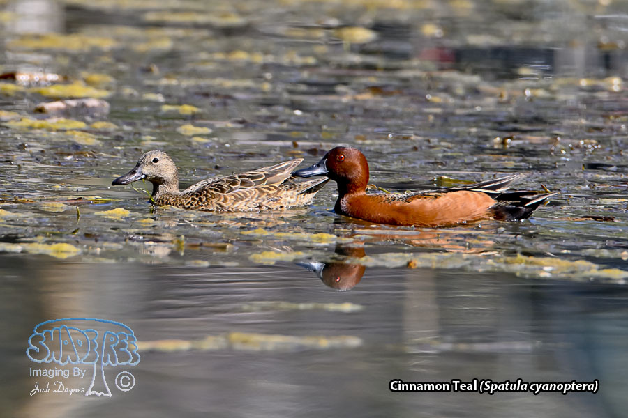 Cinnamon Teal - Spatula cyanoptera