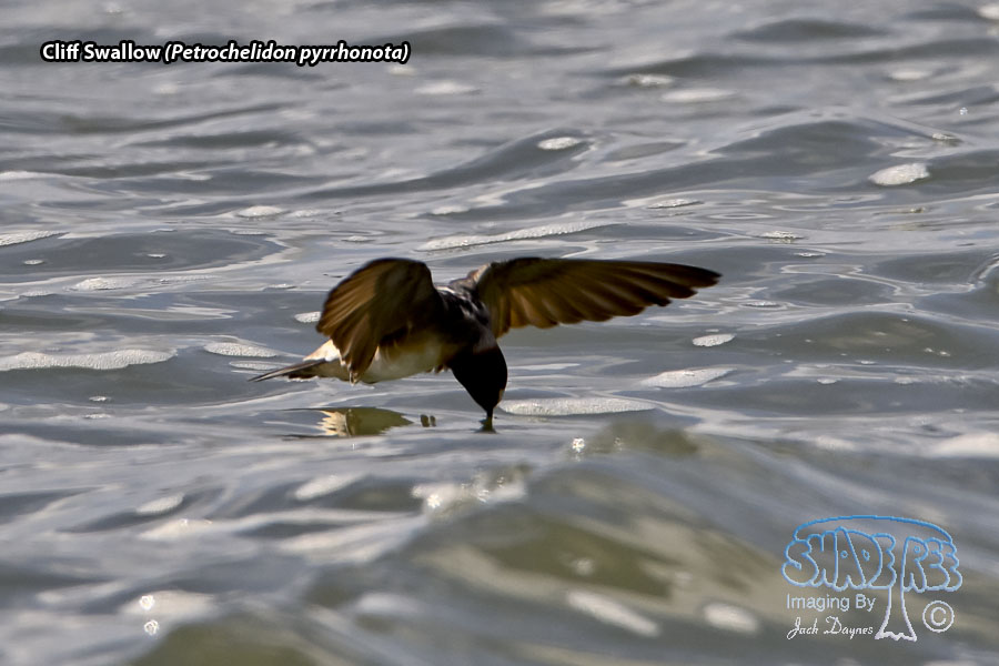 Cliff Swallow - Petrochelidon pyrrhonota