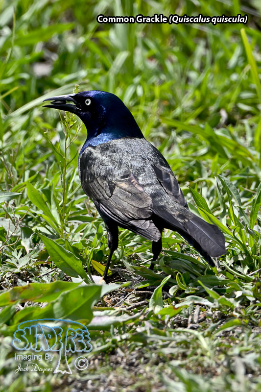 Common Grackle - Quiscalus quiscula