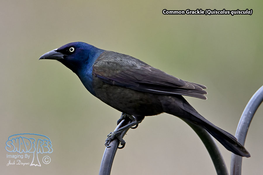 Common Grackle - Quiscalus quiscula