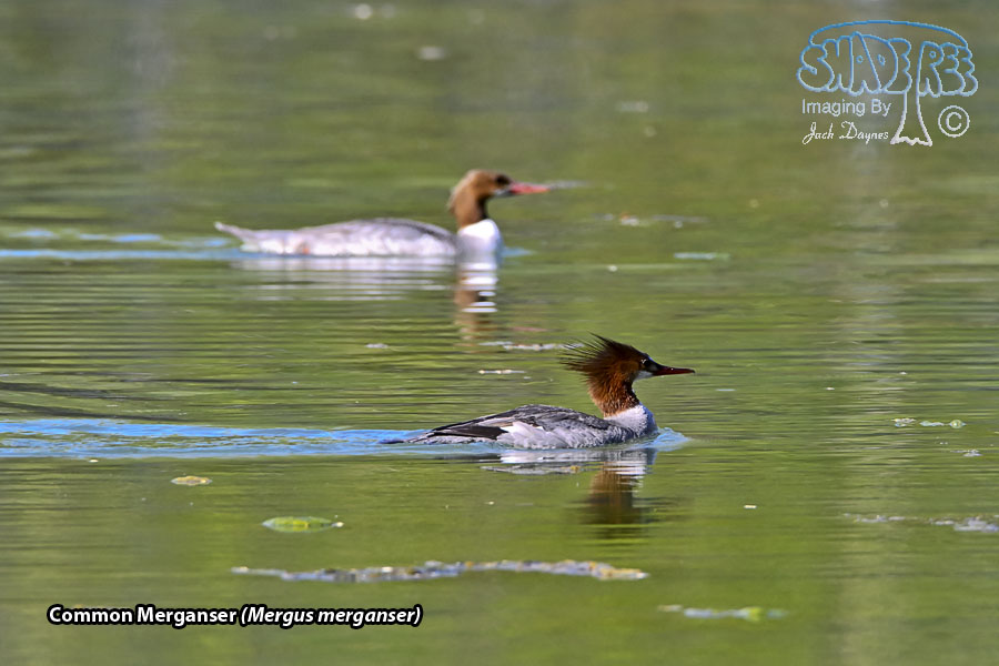 Common Merganser - Mergus merganser