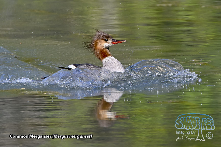 Common Merganser - Mergus merganser