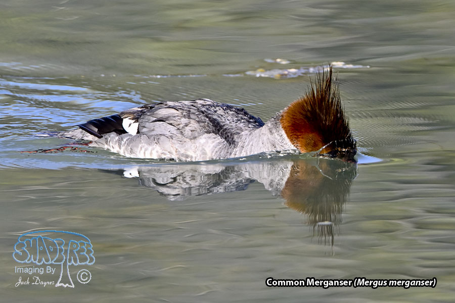 Common Merganser - Mergus merganser