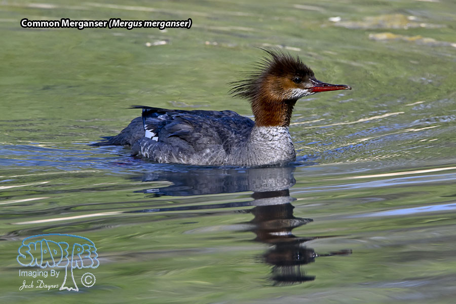 Common Merganser - Mergus merganser