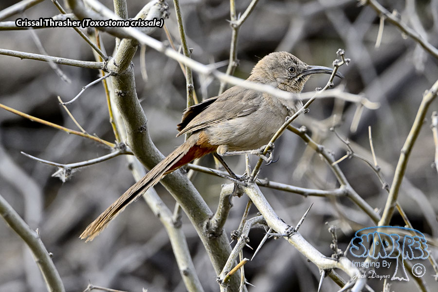 Crissal Thrasher - Toxostoma crissale