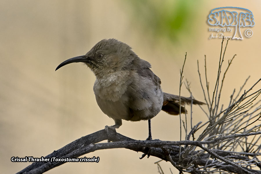 Crissal Thrasher - Toxostoma crissale