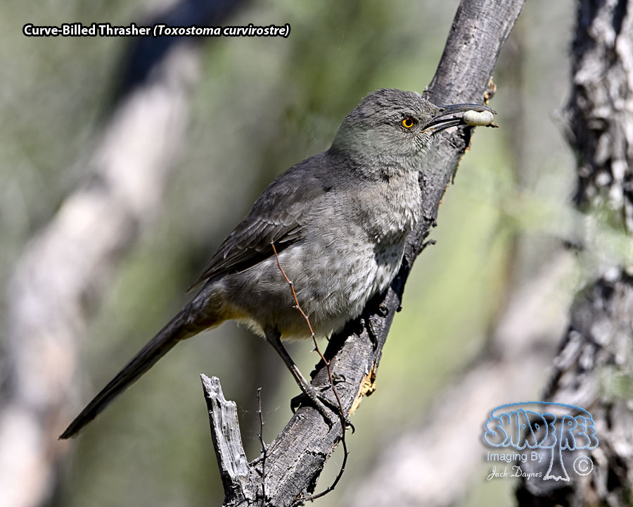 Curve-Billed Thrasher - Toxostoma curvirostre