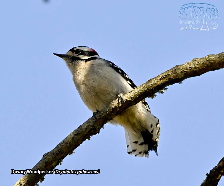 Downy Woodpecker - Dryobates pubescens