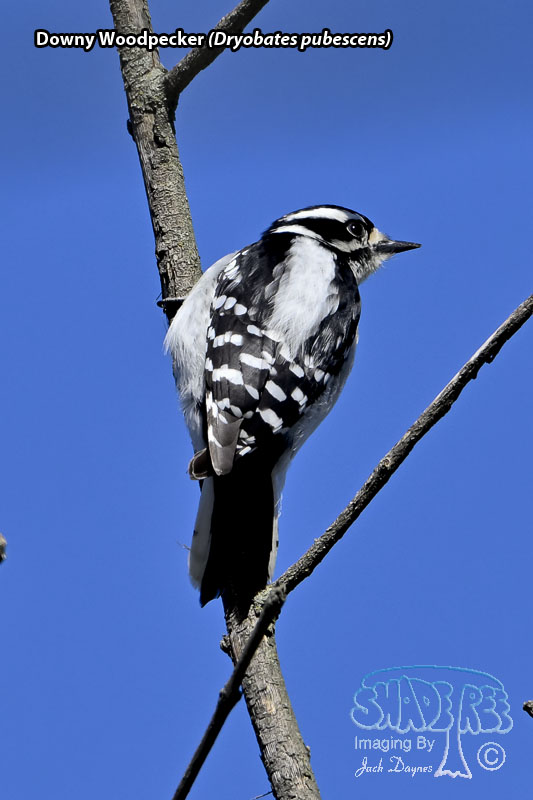 Downy Woodpecker - Dryobates pubescens