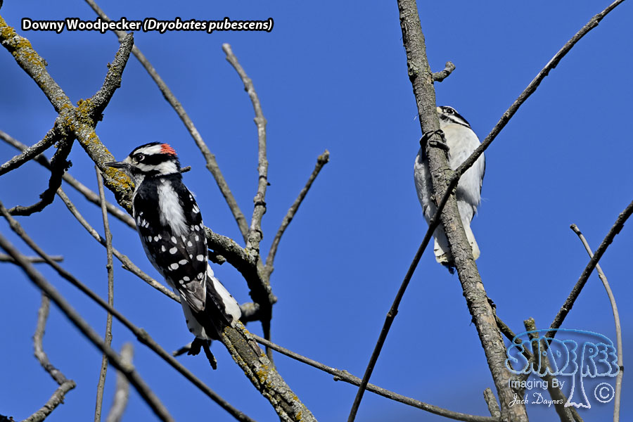 Downy Woodpecker - Dryobates pubescens