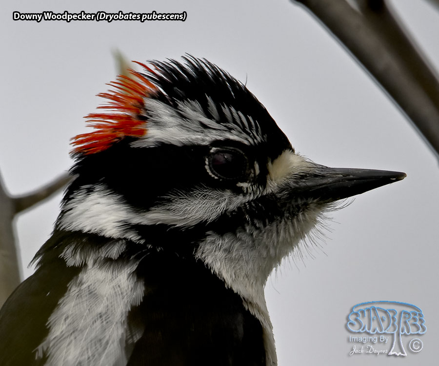 Downy Woodpecker - Dryobates pubescens