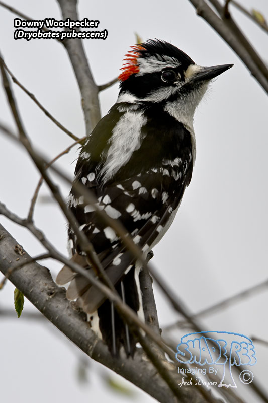 Downy Woodpecker - Dryobates pubescens