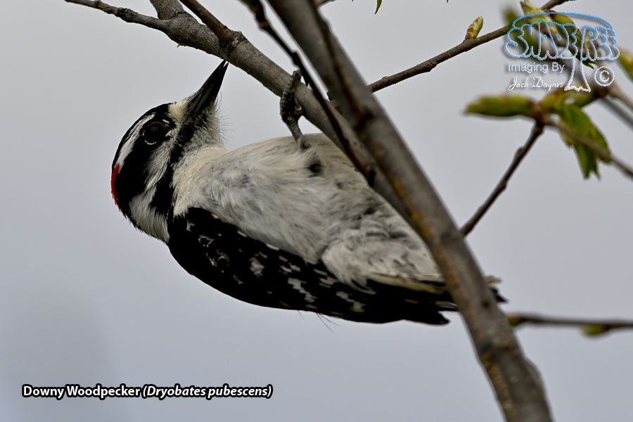 Downy Woodpecker - Dryobates pubescens