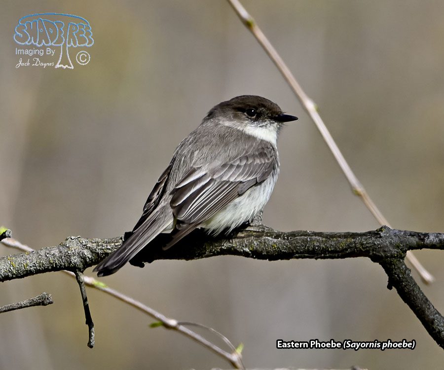 Eastern Phoebe - Sayornis phoebe