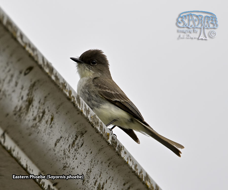 Eastern Phoebe - Sayornis phoebe