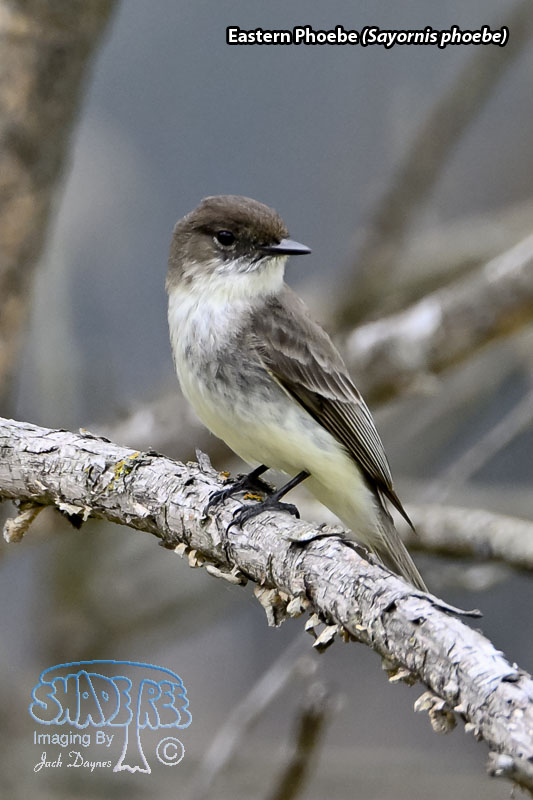Eastern Phoebe - Sayornis phoebe