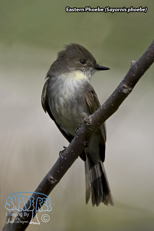 Eastern Phoebe - Sayornis phoebe