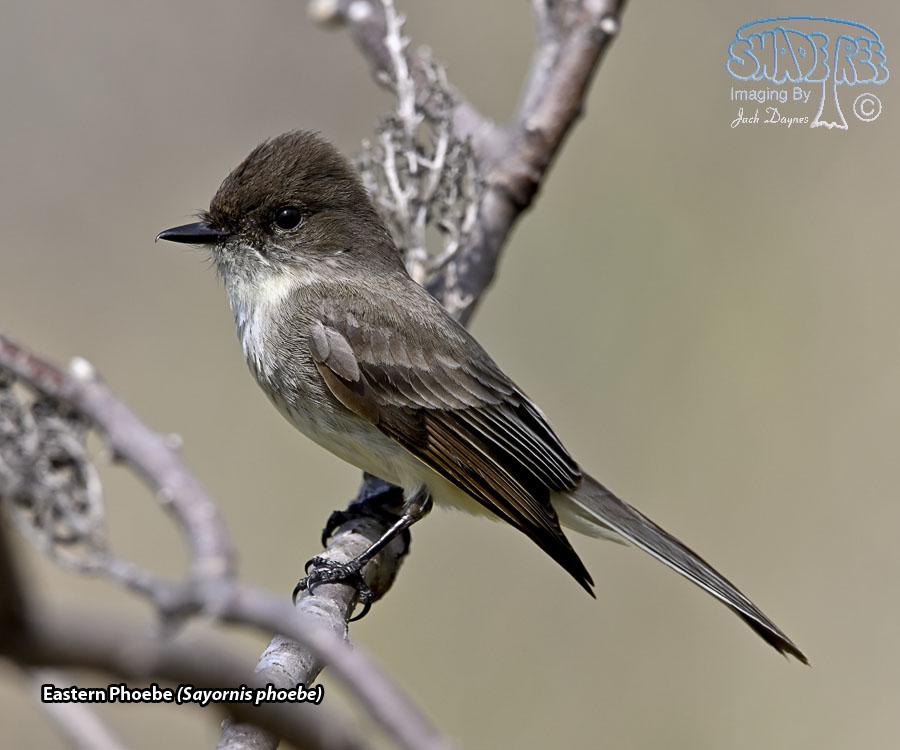 Eastern Phoebe - Sayornis phoebe