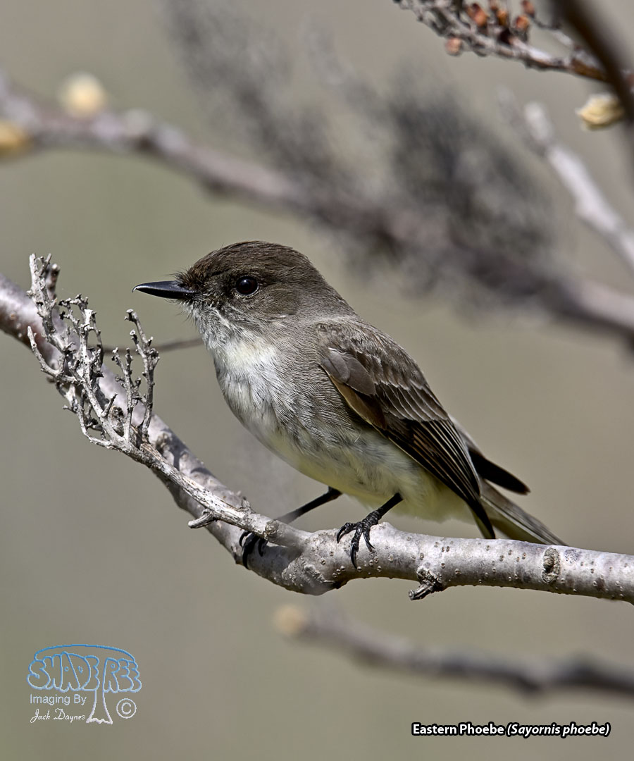 Eastern Phoebe - Sayornis phoebe
