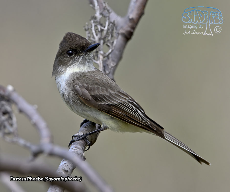 Eastern Phoebe - Sayornis phoebe