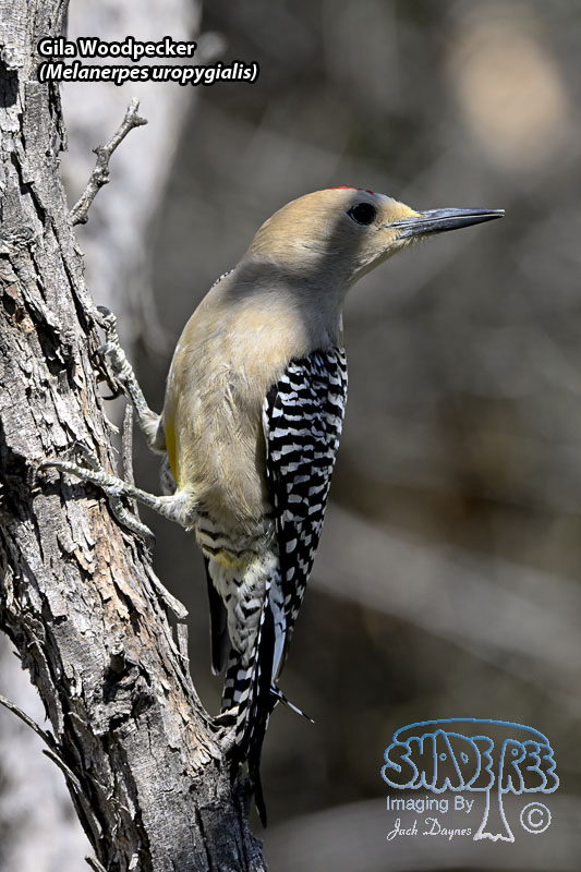 Gila Woodpecker - Melanerpes uropygialis