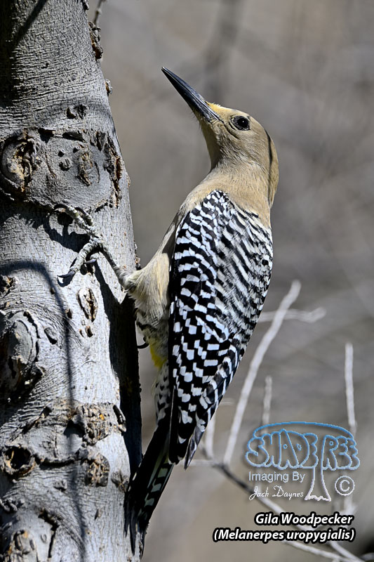 Gila Woodpecker - Melanerpes uropygialis