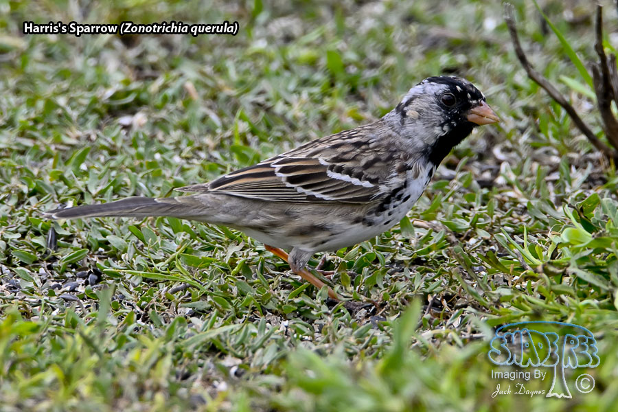 Harris's Sparrow - Zonotrichia querula