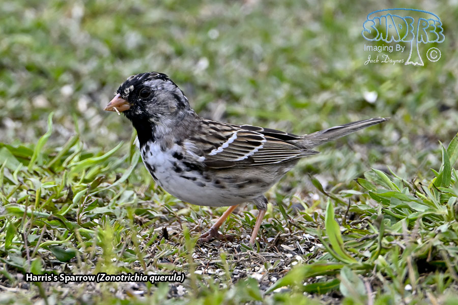 Harris's Sparrow - Zonotrichia querula
