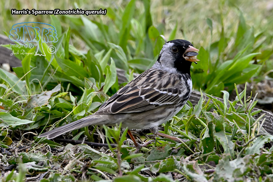 Harris's Sparrow - Zonotrichia querula
