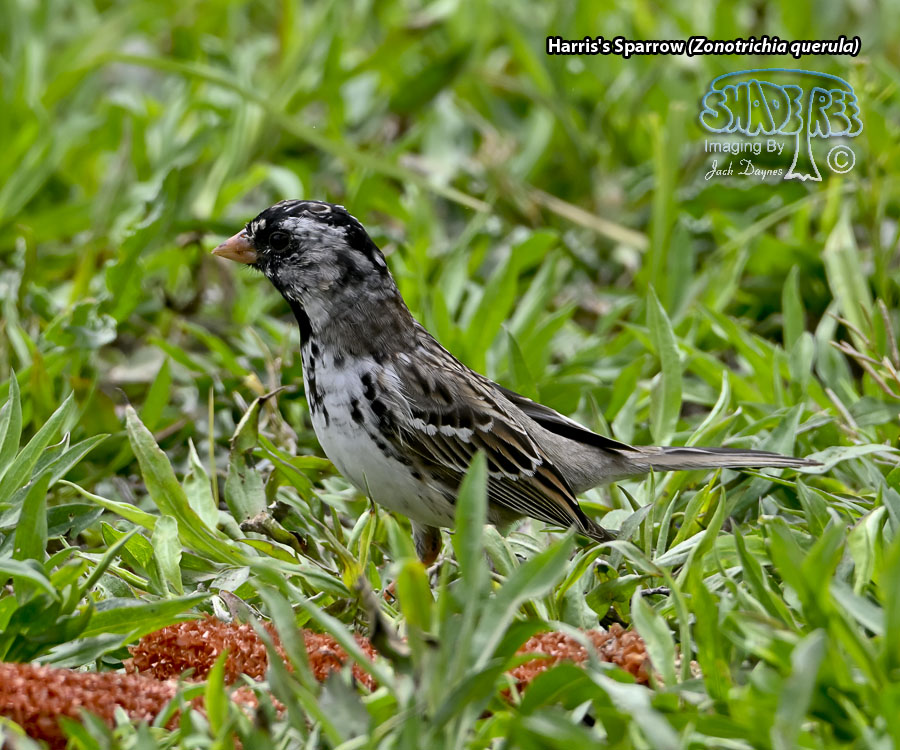 Harris's Sparrow - Zonotrichia querula