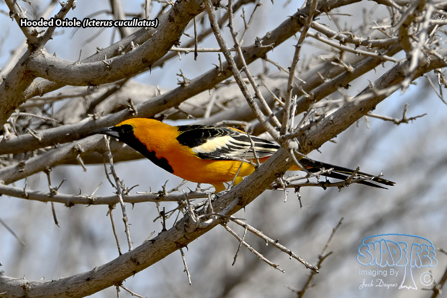 Hooded Oriole - Icterus cucullatus