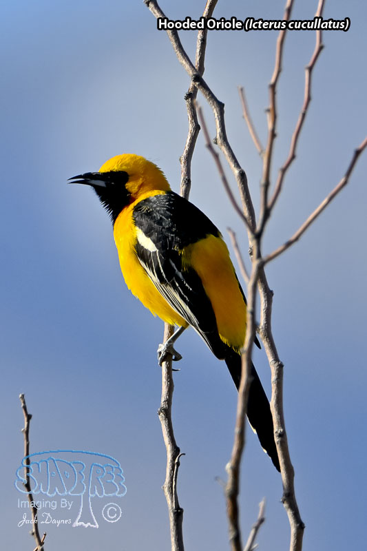 Hooded Oriole - Icterus cucullatus