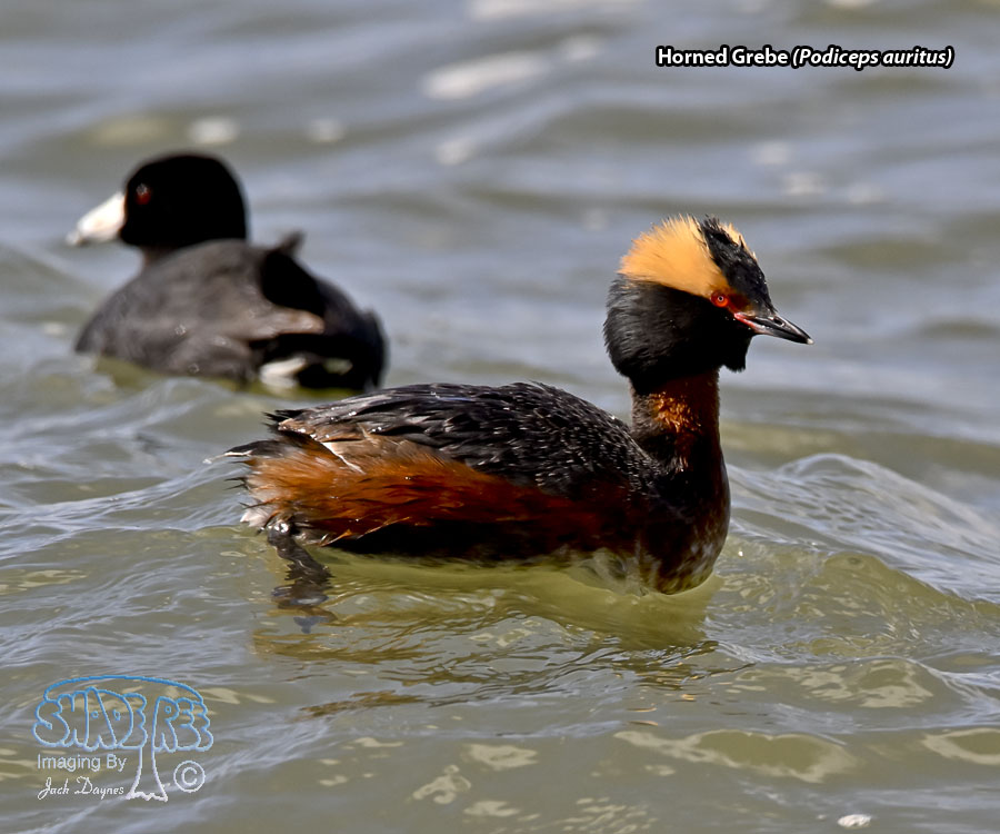 Horned Grebe - Podiceps auritus