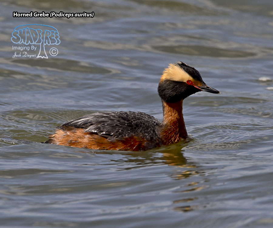 Horned Grebe - Podiceps auritus