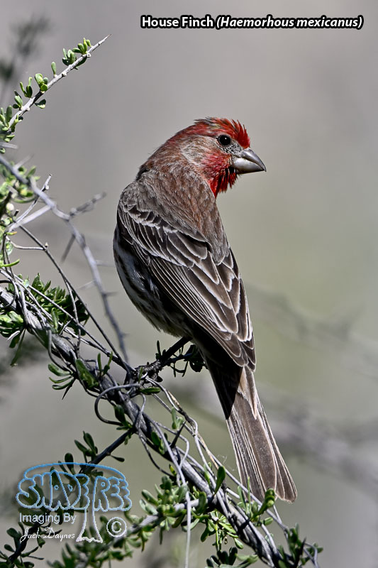House Finch - Haemorhous mexicanus