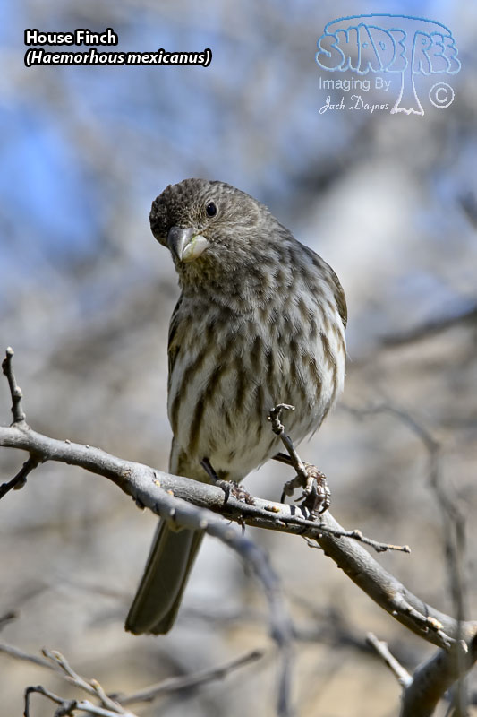 House Finch - Haemorhous mexicanus