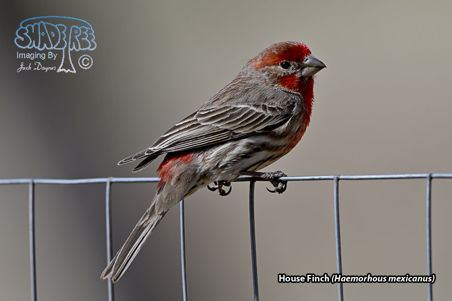 House Finch - Haemorhous mexicanus
