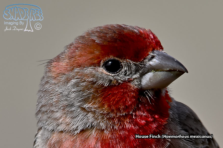 House Finch - Haemorhous mexicanus