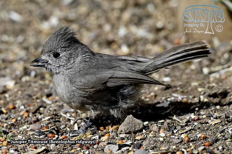 Juniper Titmouse - Baeolophus ridgwayi