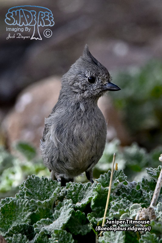 Juniper Titmouse - Baeolophus ridgwayi