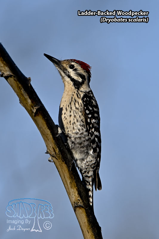 Ladder-Backed Woodpecker - Dryobates scalaris