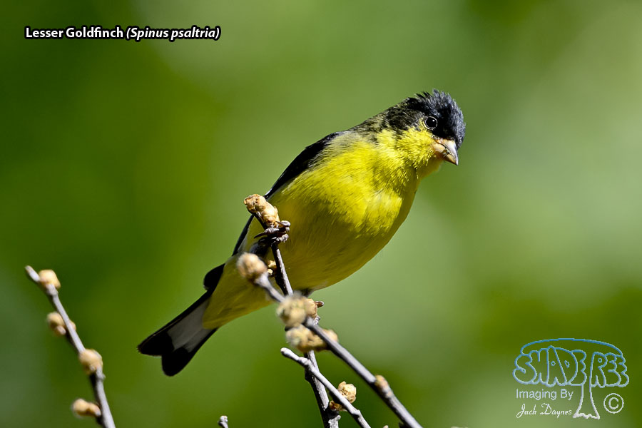 Lesser Goldfinch - Spinus psaltria