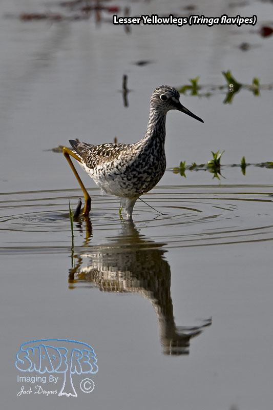 Lesser Yellowlegs - Tringa flavipes