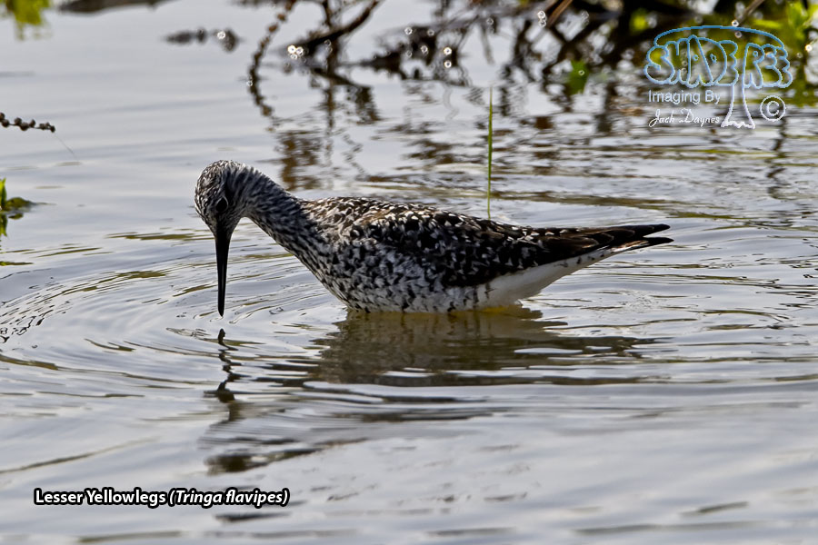 Lesser Yellowlegs - Tringa flavipes