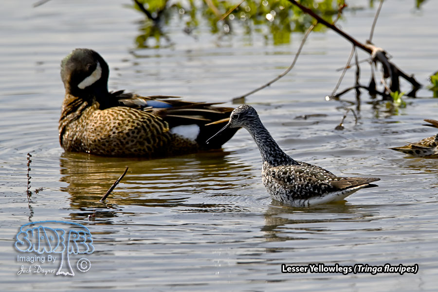 Lesser Yellowlegs - Tringa flavipes