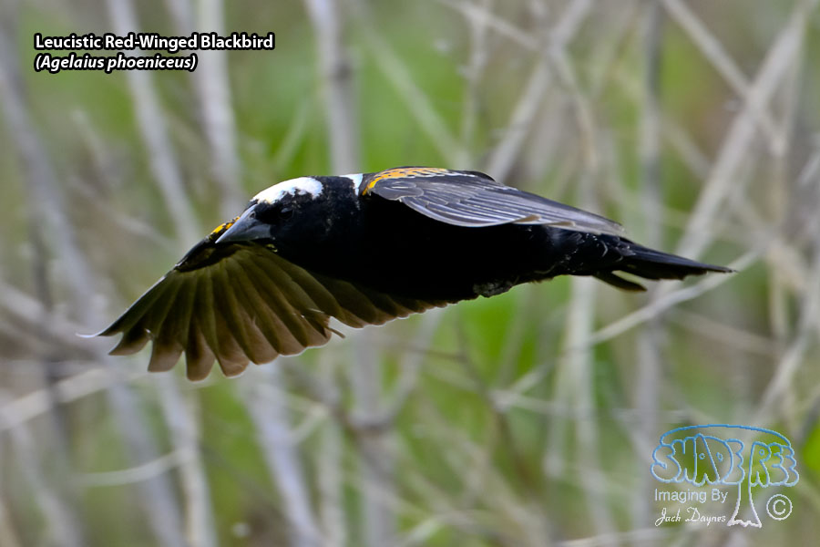 Red-Winged Blackbird - Agelaius phoeniceus