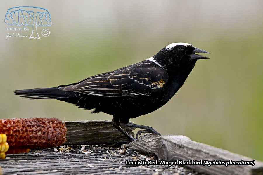 Red-Winged Blackbird - Agelaius phoeniceus