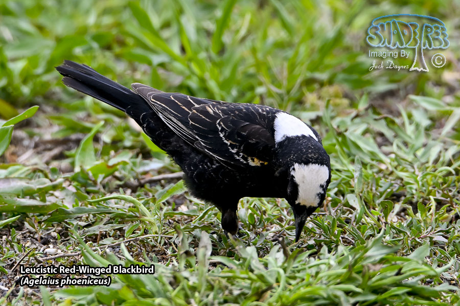 Red-Winged Blackbird - Agelaius phoeniceus
