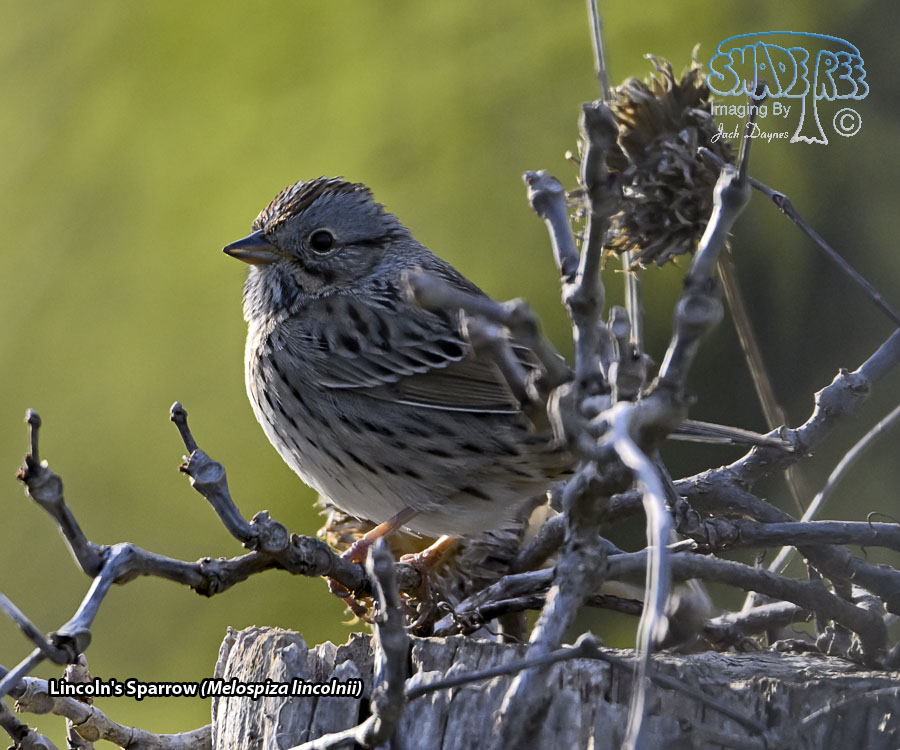 Lincoln's Sparrow - Melospiza lincolnii