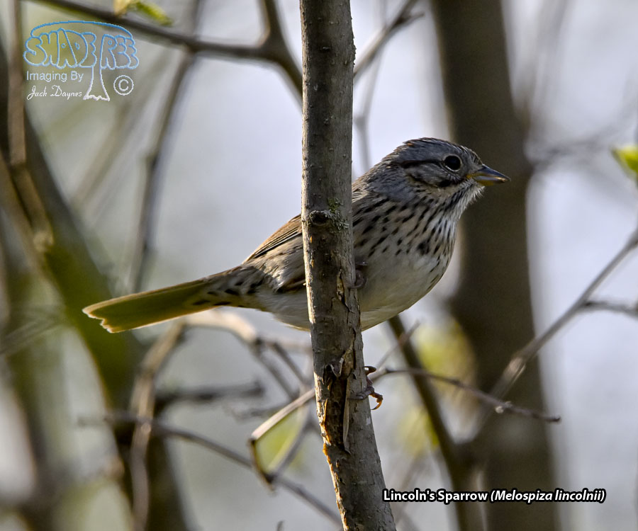 Lincoln's Sparrow - Melospiza lincolnii